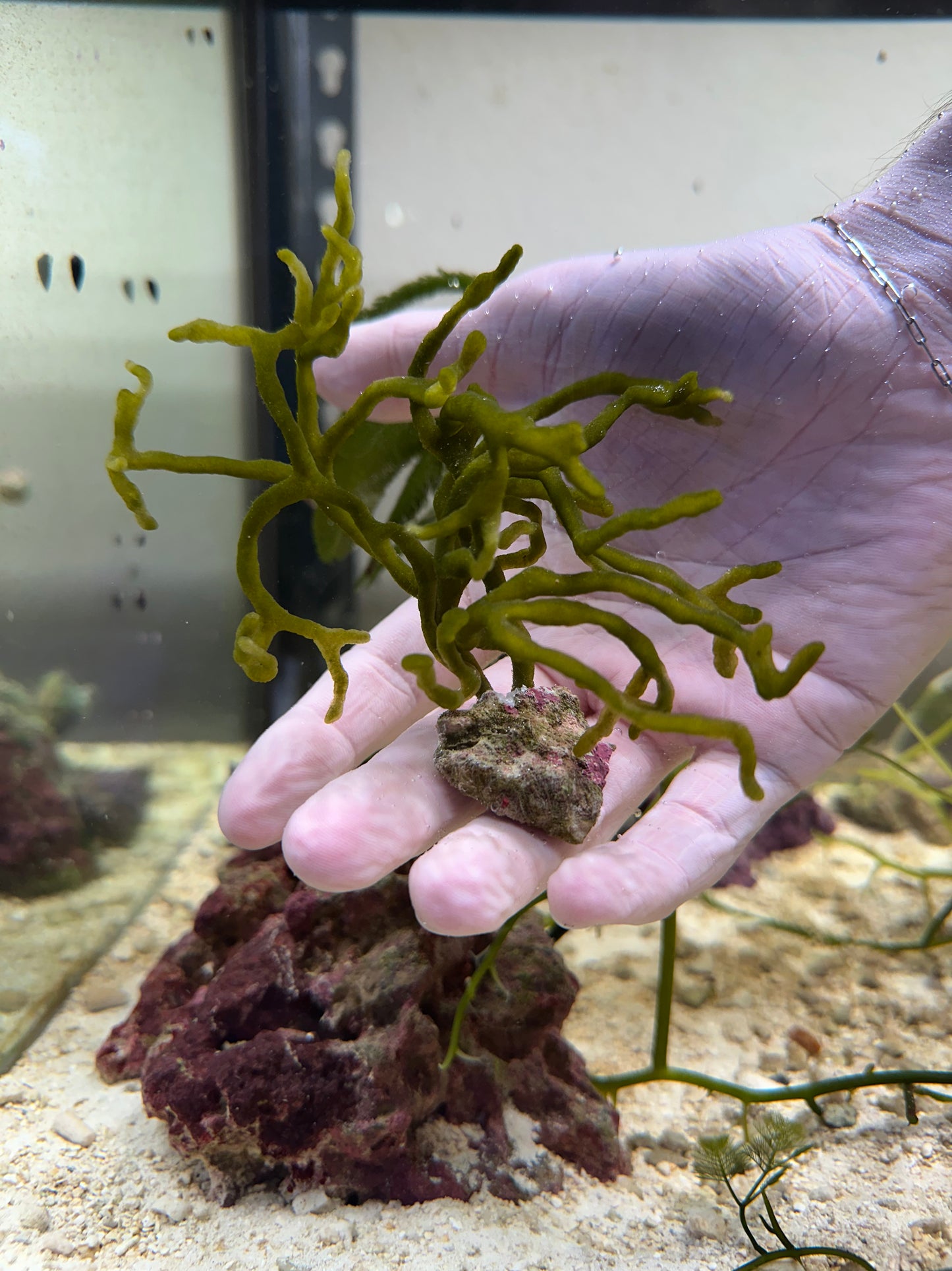 Codium Attached To Live Rock
