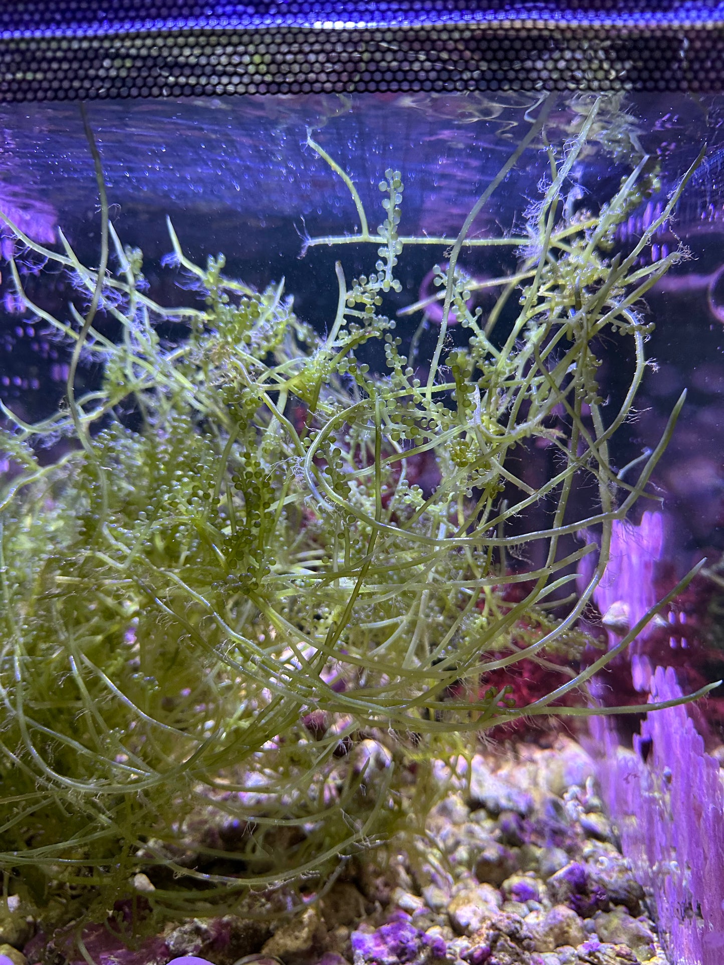 Caulerpa Lentillifera "Green Sea Grape"