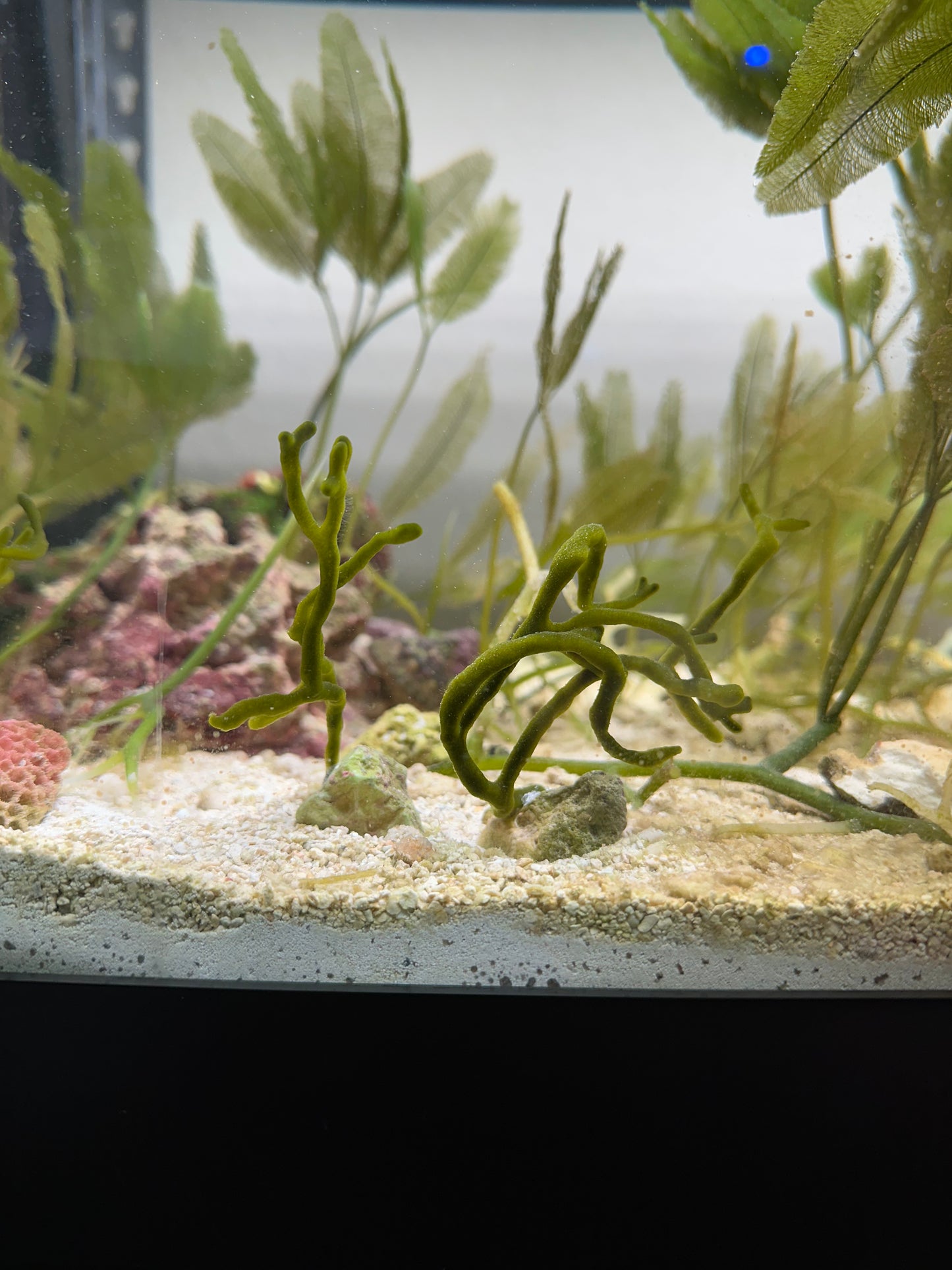 Codium Attached To Live Rock