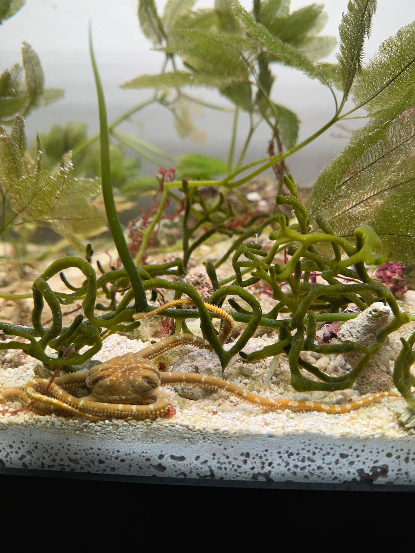 Codium Attached To Live Rock