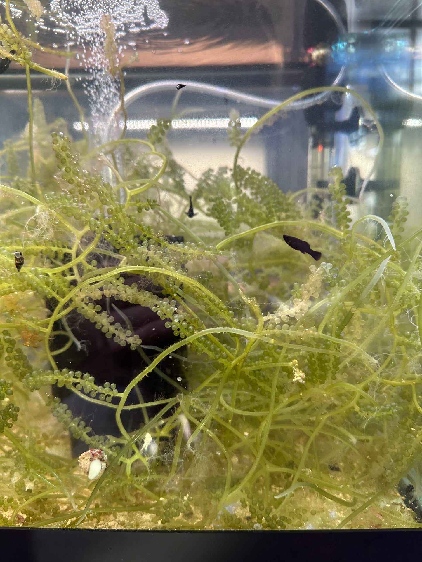 Caulerpa Lentillifera "Green Sea Grape"