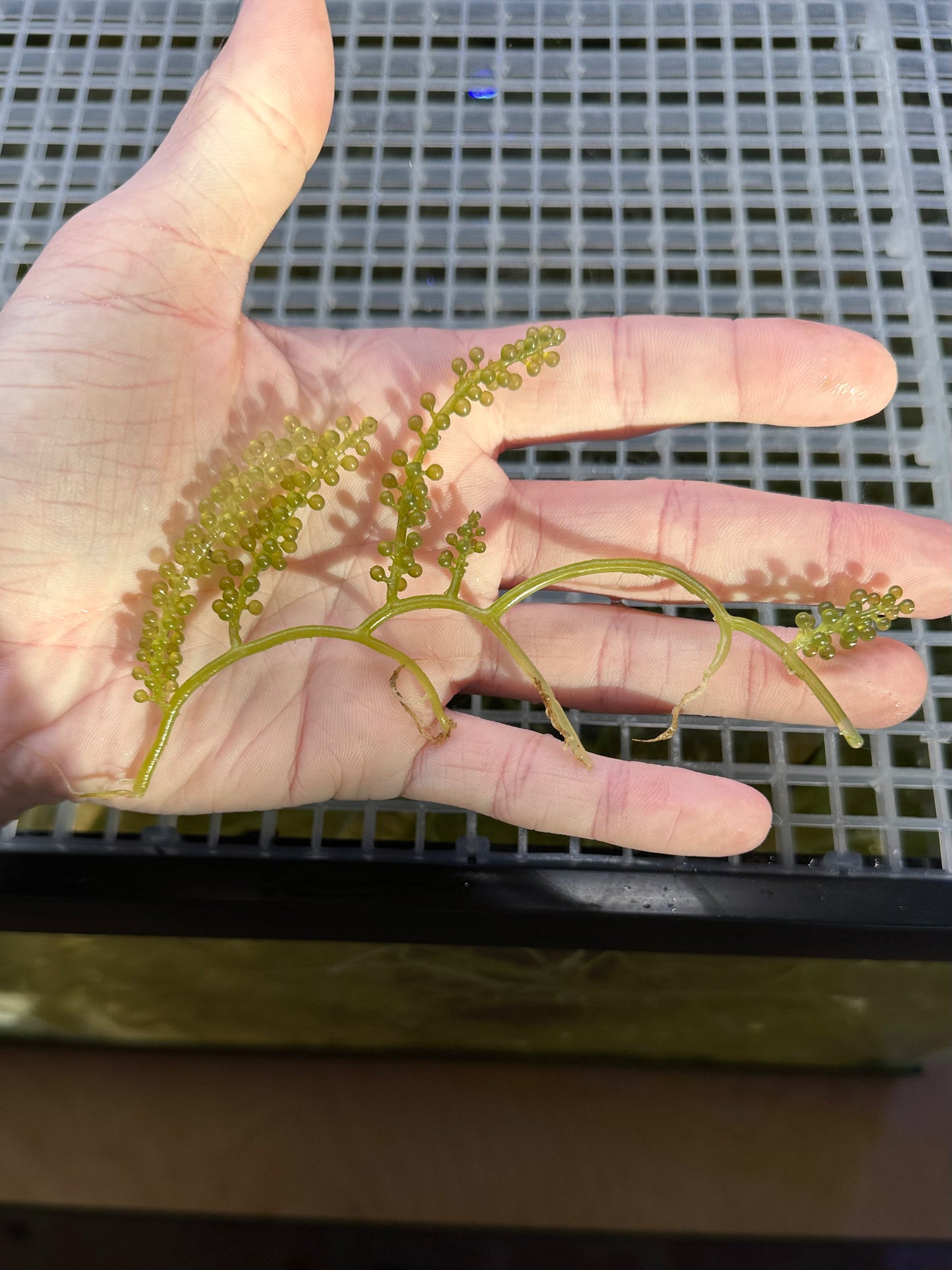 Caulerpa Lentillifera "Green Sea Grape"