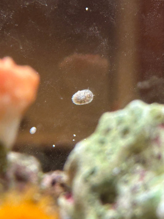 Limpet Snail - Cleanup Crew Pack of 10