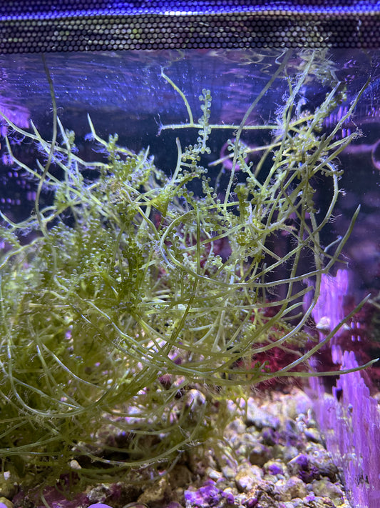 Caulerpa Lentillifera "Green Sea Grape"