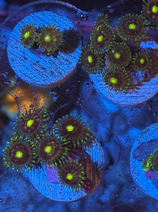 Pink Minefield Zoanthids