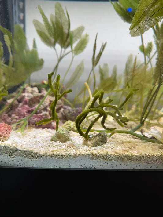Codium Attached To Live Rock